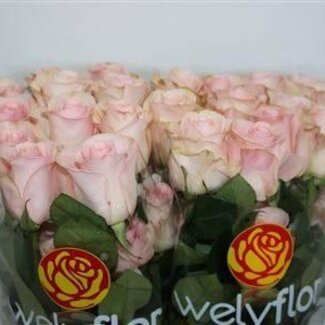 Freshy Grootbloemige Roos “Novia” | Kleur: Wit Roze | Lengte ± 70 centimeter | Herkomst Ecuador | Per 25 verse bloemen