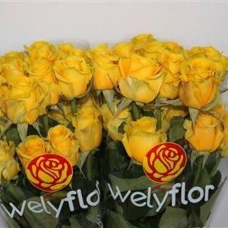 Freshy Large-flowered Rose “High & Exotic” | Colour: Yellow | Length ± 70 centimetre | Per 25 fresh flowers
