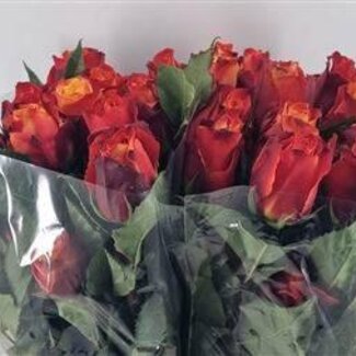 Freshy Large-flowered Rose “Atomic” | Colour: Red | Length ± 60 centimetre | Origin Ecuador | Per 25 fresh flowers