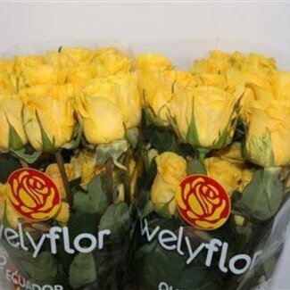Freshy Grootbloemige Roos “Stardust” | Kleur: Geel | Lengte ± 60 centimeter | Herkomst Ecuador | Per 25 verse bloemen