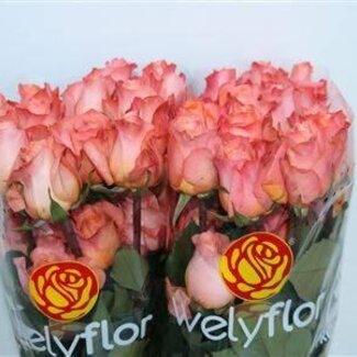 Freshy Grootbloemige Roos “Coral Reef” | Kleur: Roze | Lengte ± 60 centimeter | Herkomst Ecuador | Per 25 verse bloemen