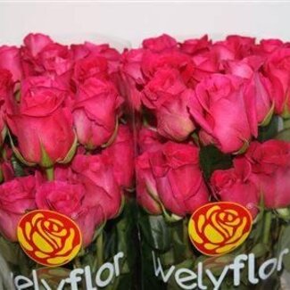 Freshy Grootbloemige Roos “Pink Floyd” | Kleur: Roze | Lengte ± 40 centimeter | Per 25 verse bloemen