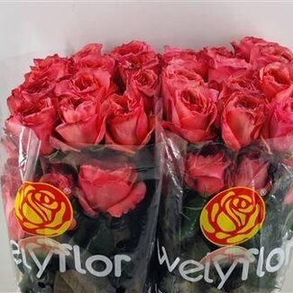 Freshy Grootbloemige Roos “Candy Xpression” | Kleur: Roze | Lengte ± 50 centimeter | Per 25 verse bloemen