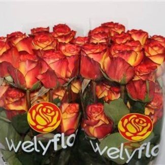 Freshy Grootbloemige Roos “High & Magic” | Kleur: Geel Oranje | Lengte ± 70 centimeter | Per 25 verse bloemen