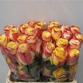 Freshy Grootbloemige Roos “Optica Sunset” | Kleur: Geel Rood | Lengte ± 50 centimeter | Per 25 verse bloemen