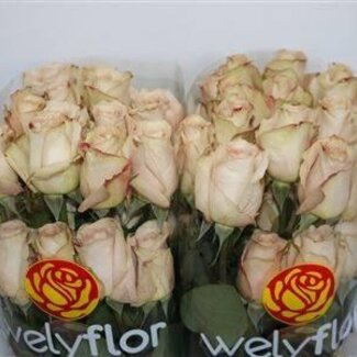 Freshy Grootbloemige Roos “Quicksand” | Kleur: Roze | Lengte ± 50 centimeter | Per 25 verse bloemen