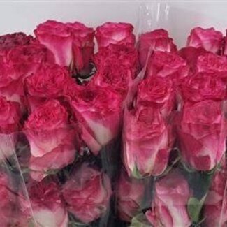 Freshy Grootbloemige Roos “Enchantment” | Kleur: Roze | Lengte ± 50 centimeter | Herkomst Ecuador | Per 25 verse bloemen