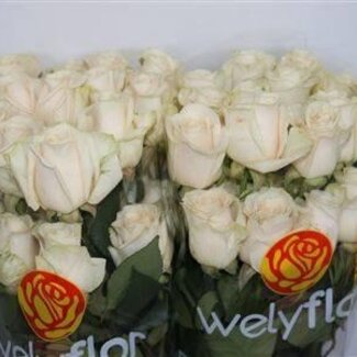 Freshy Rose grandiflore “Vendela” | Couleur: Blanc | Longueur ± 50 centimeter | Origine Équateur | Par 25 fleurs fraîches