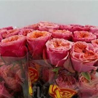 Freshy Grootbloemige Roos “Southpark” | Kleur: Oranje | Lengte ± 40 centimeter | Per 25 verse bloemen