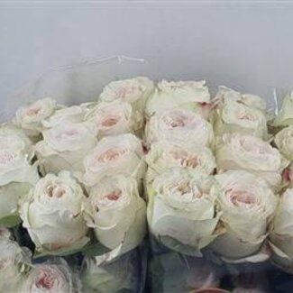 Freshy Grootbloemige Roos “Lorena Summerhouse” | Kleur: Roze | Lengte ± 50 centimeter | Per 25 verse bloemen