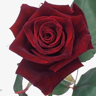 Freshy Large-flowered Rose “Black Baccara” | Colour: Red | Length ± 70 centimetre | Per 25 fresh flowers