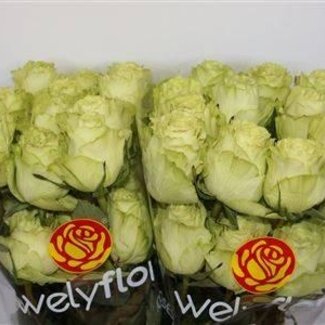 Freshy Großblütige Rose “Leonidas” | Farbe: Grün | Länge ± 40 centimeter | Herkunft Ecuador | Pro 25 frische Blumen