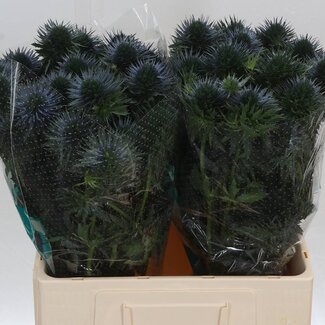 Freshy Eryngium Kruisdistel “Scorpius Questar” | Kleur: Blauw | Lengte ± 60 centimeter | Per 10 stelen verse bloemen
