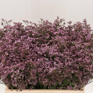 Freshy Limonium “Piuma Pink Touch” | Kleur: Roze | Lengte ± 60 centimeter | Per 25 stelen verse bloemen
