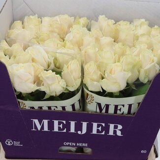 Freshy Grootbloemige Roos “Four Seasons” | Kleur: Wit | Lengte ± 60 centimeter | Per 20 verse bloemen