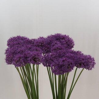 Freshy Allium Stratos
