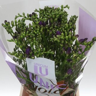 Freshy Dubbelbloemige Freesia “Biscaya” | Kleur: Paars | Lengte ± 56 centimeter | Per 50 stelen verse bloemen
