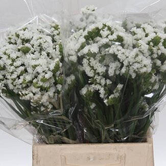 Freshy Limonium Statice Sinuata “Silv Sun Birds” | Kleur: Wit | Lengte ± 45 centimeter | Per 25 stelen verse bloemen