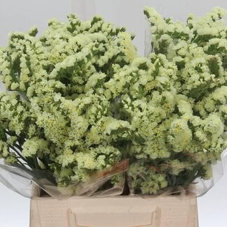 Freshy Limonium S Geel Sun Birds