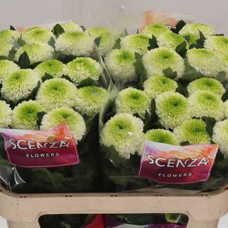 Freshy Deco Chrysanthemum Chrysant “Alibaba” | Kleur: Wit | Lengte ± 70 centimeter | Per 10 verse bloemen