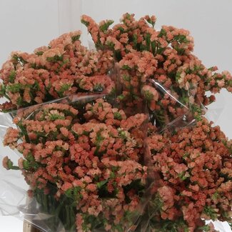 Freshy Limonium Statice Sinuata “Royal Orange” | Kleur: Oranje | Lengte ± 45 centimeter | Per 25 stelen verse bloemen