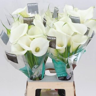 Freshy Zantedeschia Capt Ventura