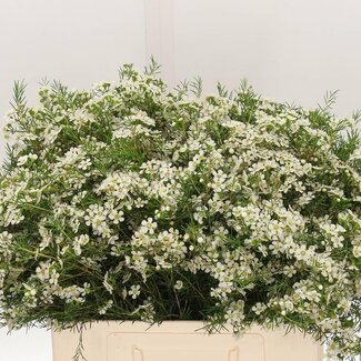 Freshy Chamelaucium Un Ofir