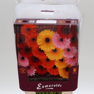 Freshy Gerbera Mi Aqua “Mix Basis” | Couleur: Couleurs mélangées | Longueur ± 45 centimeter | Par 20 fleurs fraîches