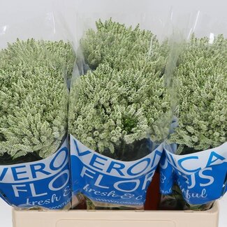 Freshy Veronica Ereprijs “Smart Wave” | Farbe: Weiß | Länge ± 60 Zentimeter | Pro 20 Stiele frische Blumen
