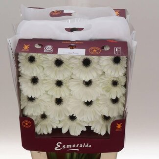 Freshy Gerbera Gr Aqua “White House” | Kleur: Wit | Lengte ± 45 centimeter | Per 15 verse bloemen