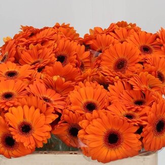 Freshy Germini Aqua “Allure” | Kleur: Oranje | Lengte ± 50 centimeter | Per 20 verse bloemen