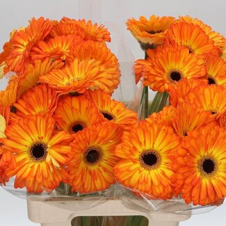 Freshy Gerbera “Catwalk” | Kleur: Oranje | Lengte ± 50 centimeter | Per 10 verse bloemen
