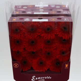 Freshy Gerbera Gr Aqua “Barones” | Kleur: Rood | Lengte ± 45 centimeter | Per 15 verse bloemen