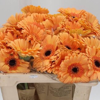 Freshy Gerbera “Jetset” | Kleur: Oranje | Lengte ± 50 centimeter | Per 10 verse bloemen