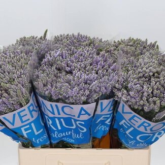 Freshy Veronica Ereprijs “Smart Splash” | Kleur: Paars | Lengte ± 60 centimeter | Per 20 stelen verse bloemen