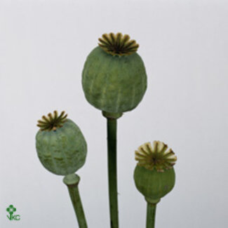 Freshy Papaver Somniferum Zaaddoos | Kleur: Groen | Lengte ± 60 centimeter | Per 50 stelen