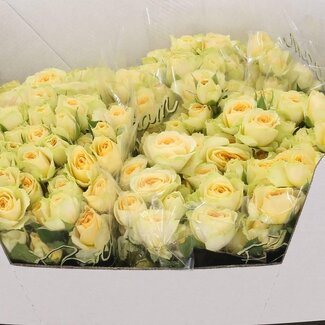 Freshy Trosroos “Bandolero” | Kleur: Geel | Lengte ± 60 centimeter | Per 10 verse bloemen