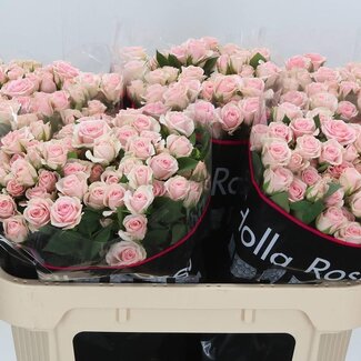 Freshy Trosroos “Severina” | Kleur: Roze | Lengte ± 70 centimeter | Per 10 verse bloemen