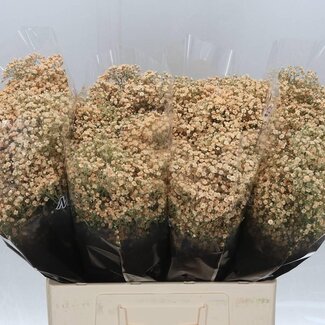 Freshy Gypsophila Gipskruid “Million” | Kleur: Kleurbehandeld Zalmkleurig | Lengte ± 60 centimeter | Per 25 stelen verse bloemen