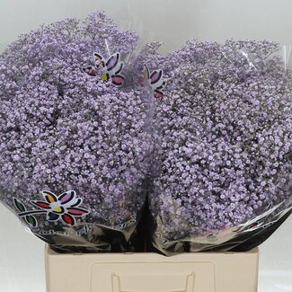 Freshy Gyp Kleurbehandeld Million Milka