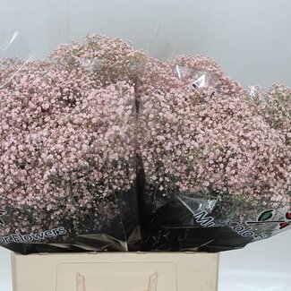 Freshy Gypsophila Gipskruid “Million” | Kleur: Kleurbehandeld Licht Roze | Lengte ± 60 centimeter | Per 25 stelen verse bloemen