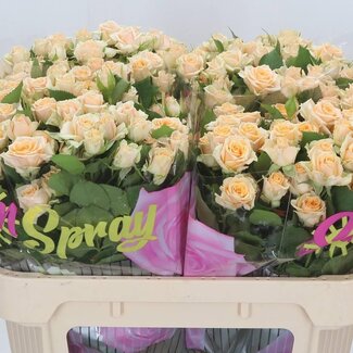Freshy Trosroos “Trinity” | Kleur: Oranje | Lengte ± 70 centimeter | Per 10 verse bloemen