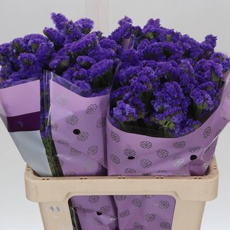 Freshy Limonium Statice Sinuata “Acqua Sun Birds” | Kleur: Paars | Lengte ± 60 centimeter | Per 25 stelen verse bloemen