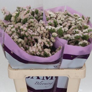 Freshy Limonium S Apricot Sun Birds