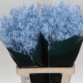 Freshy Limonium Kleurbehandeld “Skylight Light Blue” | Kleur: Lichtblauw | Lengte ± 70 centimeter | Per 25 stelen verse bloemen