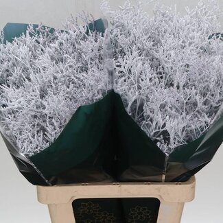 Freshy Limonium Kleurbehandeld “Skylight White” | Kleur: Wit | Lengte ± 70 centimeter | Per 25 stelen verse bloemen