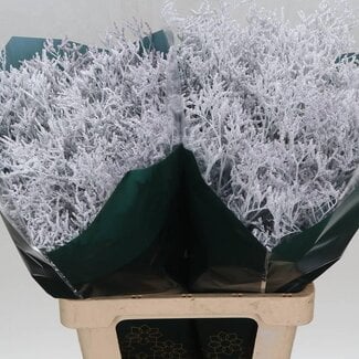 Freshy Limonium Kleurbehandeld Skylight White