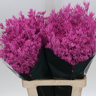 Freshy Limonium Kleurbehandeld “Skylight Cerise” | Kleur: Kerskleurig | Lengte ± 70 centimeter | Per 25 stelen verse bloemen