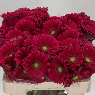 Freshy Germini Aqua “Vivian” | Kleur: Paars Rood | Lengte ± 50 centimeter | Per 20 verse bloemen