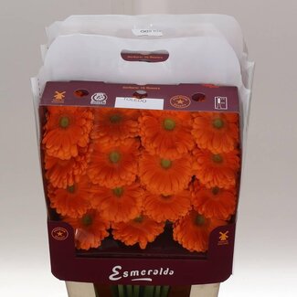 Freshy Gerbera Gr Aqua “Toledo” | Kleur: Oranje | Lengte ± 45 centimeter | Per 15 verse bloemen